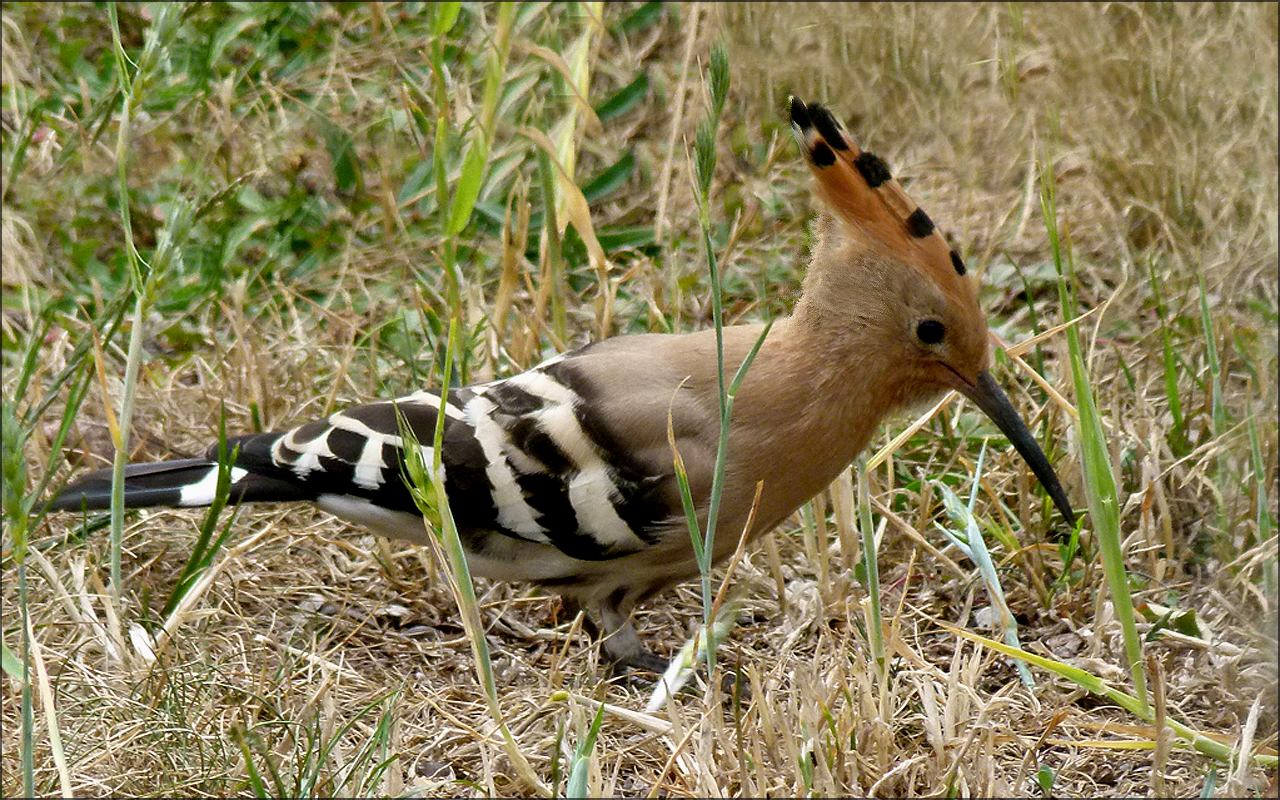 l'oiseau de Martin du 27 Juillet trouvé par Blucat Huppe-4