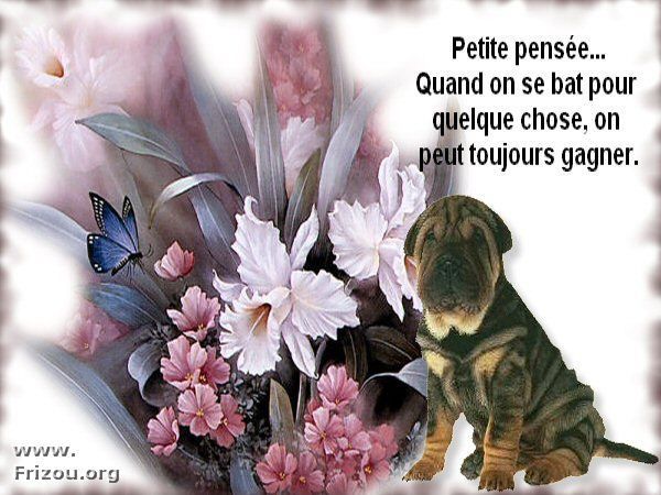 Petites citations diverses 556cd7dc