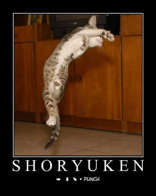 Blagues, humour, conneries... [III] - Page 2 Cat-ryuken