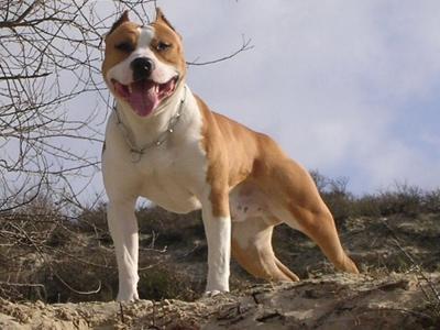 Américan staffordshire  terrier 6fffacff