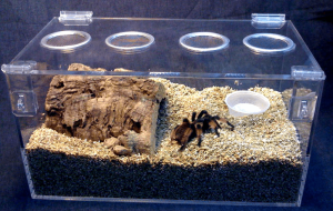 Tarantula          Tarantula-cages-300x190