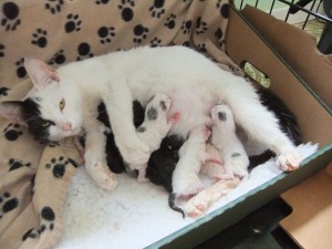 Kako da pomognete vašoj mezimici da na svet donese mačiće Daisy-and-kittens-300x225