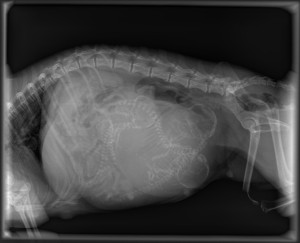 Kako da pomognete vašoj mezimici da na svet donese mačiće Pregnant-cat-radiograph-300x243