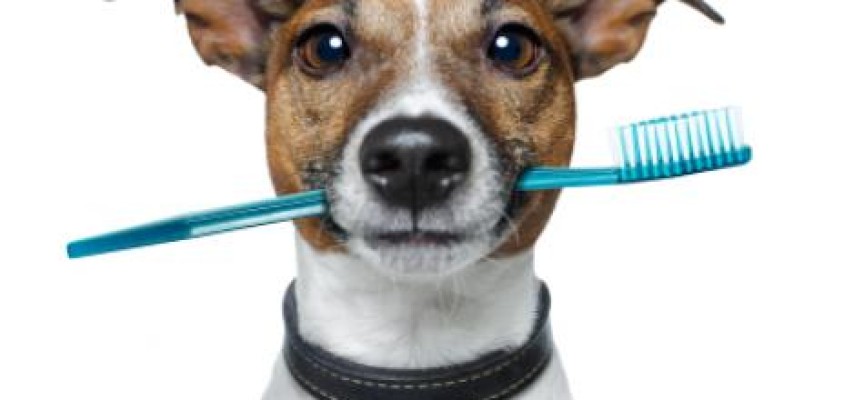 Oralna higijena: 5 saveta za zdrave zube štenca Dog_with_toothbrush2__large-864x400_c