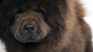 Čau čau         Chow-chow_02_lg-300x169