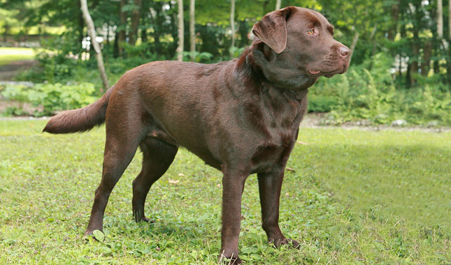 Psi koji imaju najbolji njuh Labrador-retriver