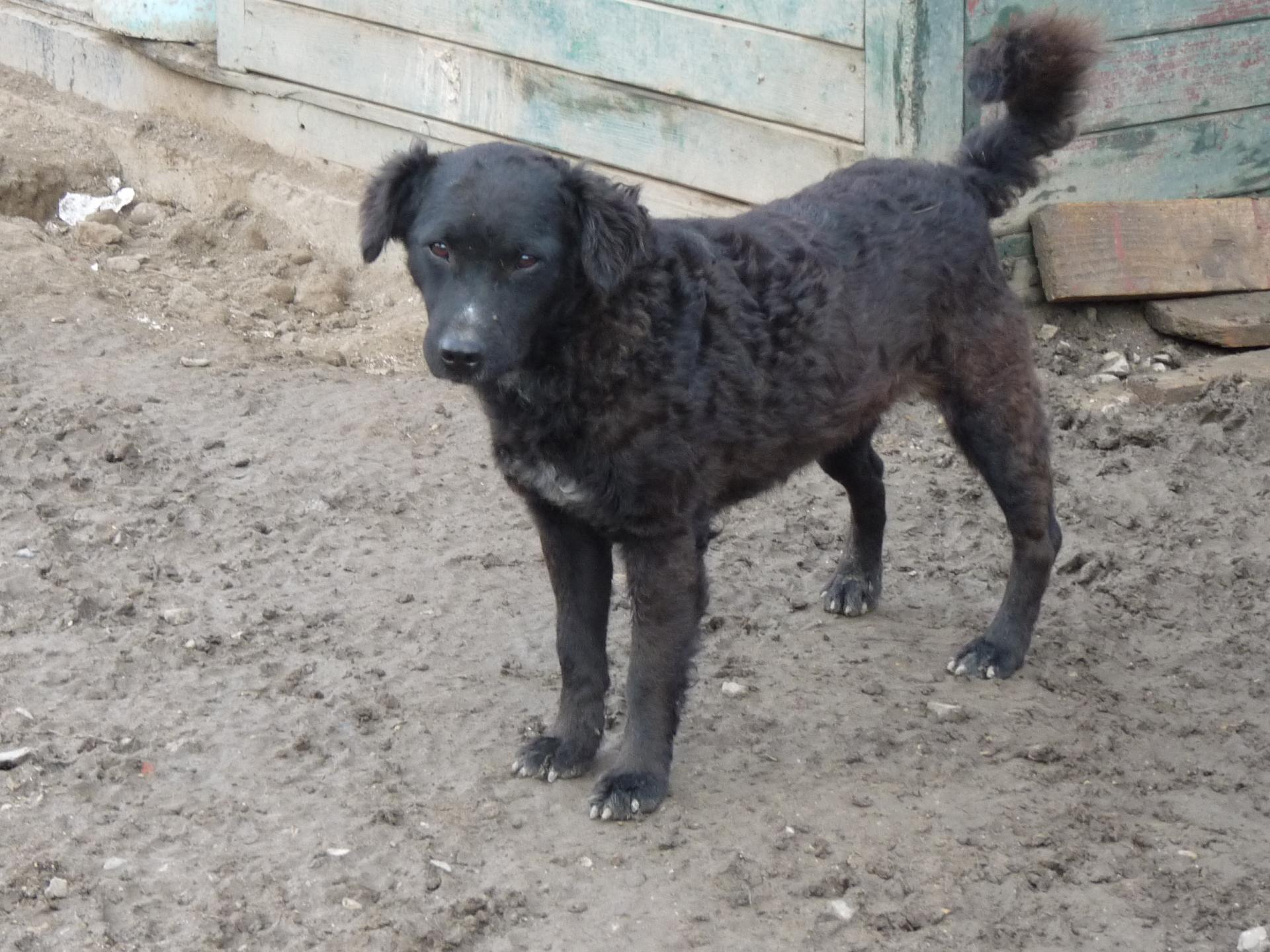 CASSIA - x mudi  2 ans - Nobodysdog  (Serbie) maintenant au refuge de Jouvence à Messigny (21) Cassia-3--1