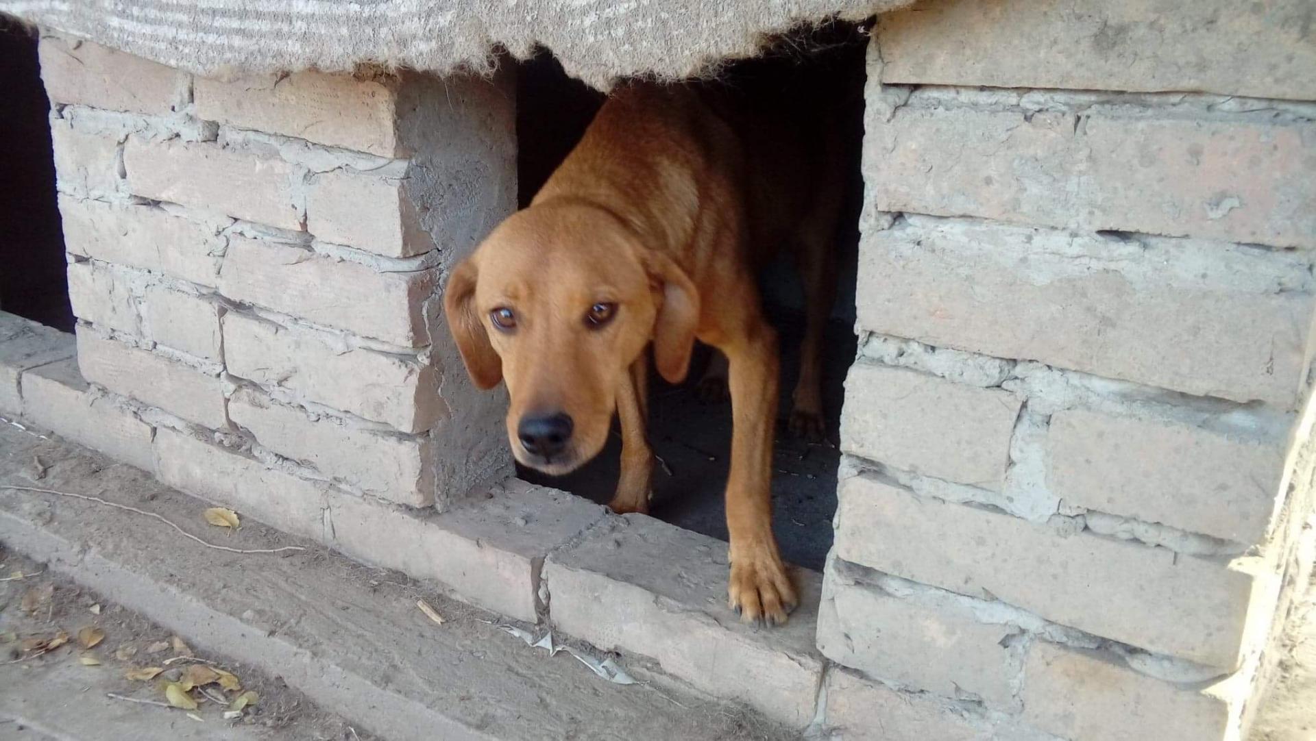 CHAD - x  Brachet Feu Autrichien croisé Brachet Hongrois 4 ans (depuis chiot au refuge)  Asso Nobodysdog -  Becej (Serbie)  Img-2663