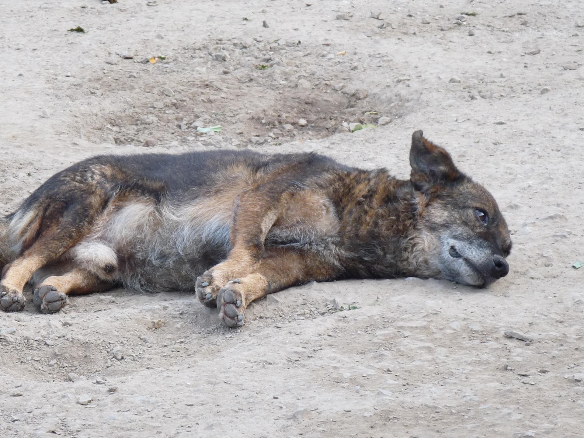 ZOKI - male de 7 ans (4 ans de refuge) a perdu tt espoir et se laisse partir -  Asso Nobodysdog -   Becej   Serbie Zoki-1-