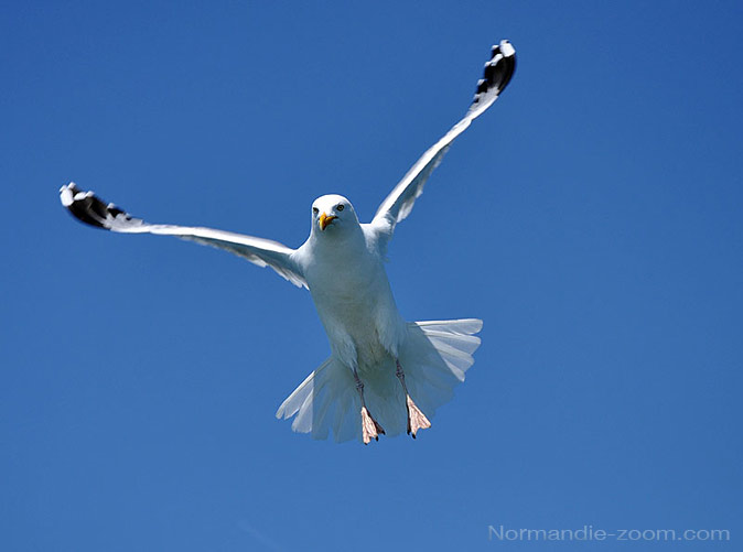 L'atelier photos et les montages d'Alamontagne - Page 2 Mouette-en-vol