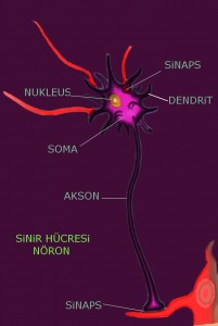 Norolojimerkezi.com - Nörolojik muayene ve değerlendirme Neuron-parts1-201x300