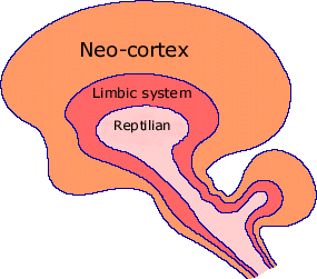 Namaste Constitutional Responsible Freedom Solar System - Page 19 Brain-Triune_2