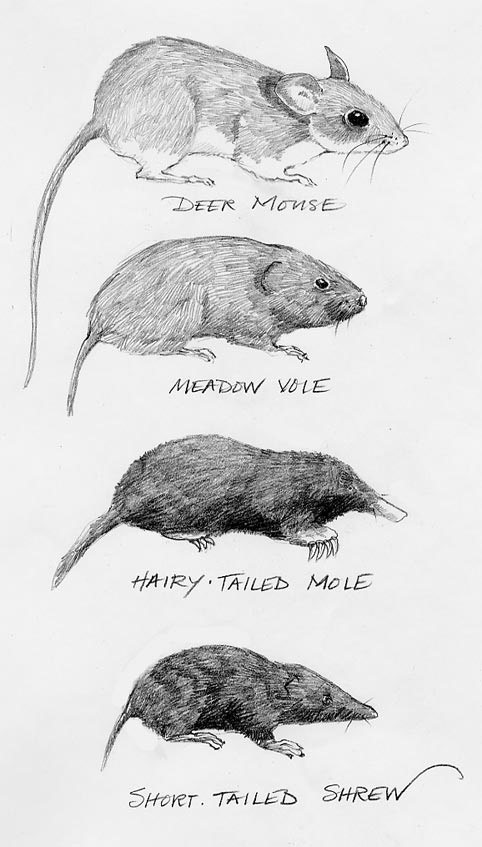 question about wire mesh for burrowers - Page 2 Mole_vole