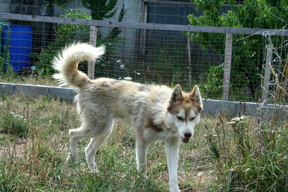 quel duree pour la mue d"un husky?? Sparrow-18