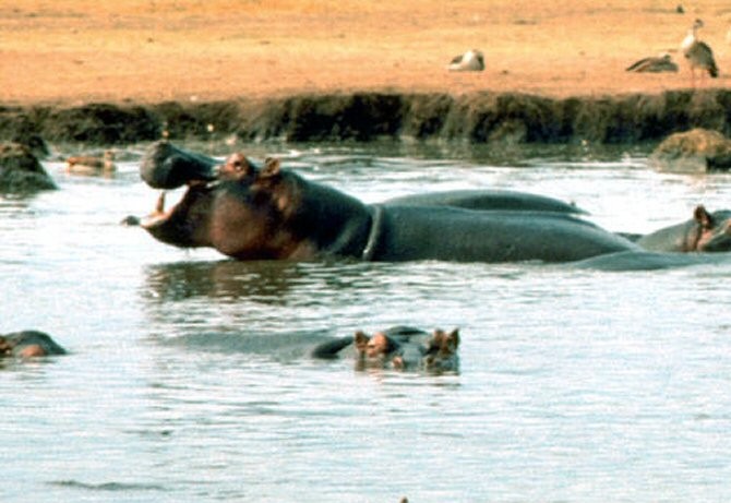 Los hipopótamos no evolucionaron: el megacuento de la megafauna... Img_10843