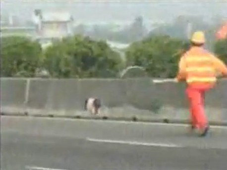 Taiwan, un maiale blocca l'autostrada (entra e guarda il video) 2010-01-08_175348