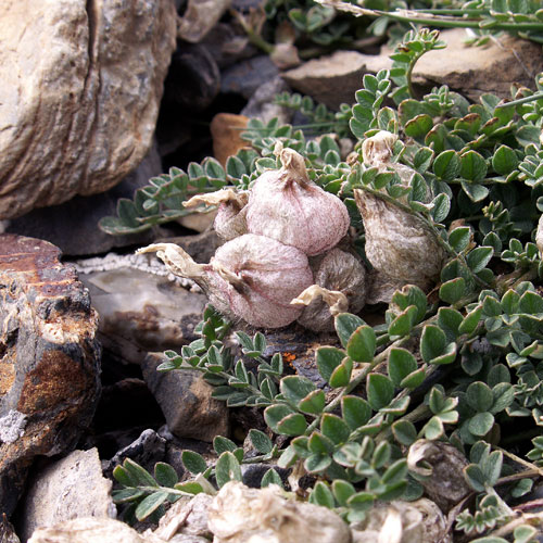 Semis d'Astragalus Astragalus-nivalis