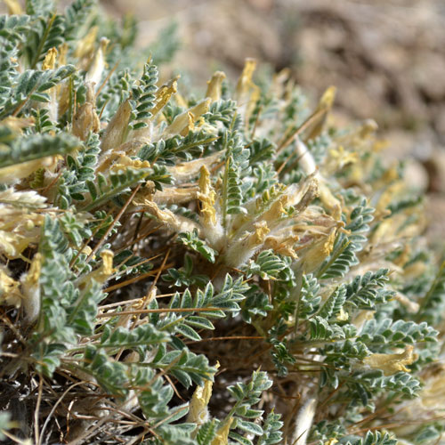 Semis d'Astragalus Astragalus-lasiosemius500