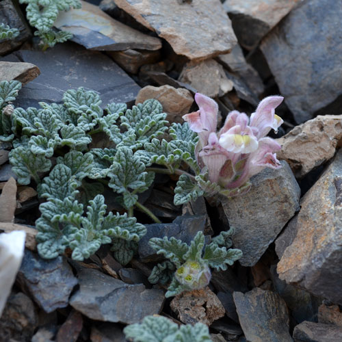 Semis de Scutellaria Scutellaria-talassica500