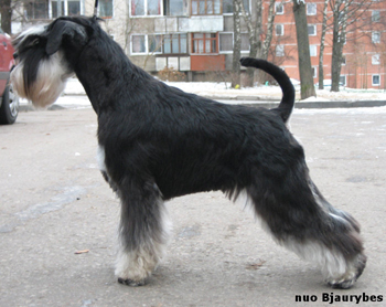 Mini schnauzer b/s DREAMKISS DEFENDER OF SILVER + ALBAROSSI'K FANTASTIC DREAM 222222222