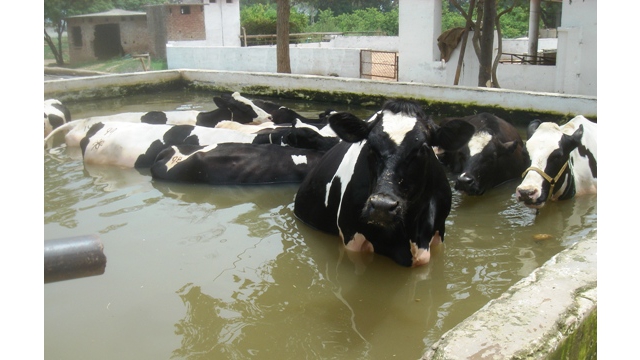 Piscine...  Inde1