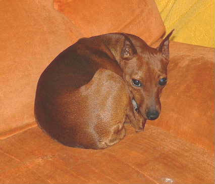 Le Pinscher Nain Platoo3bis