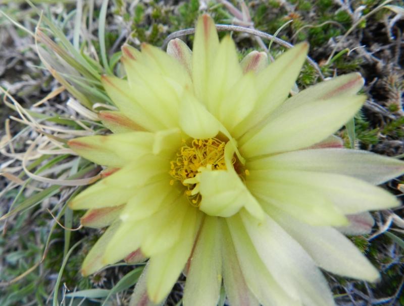 Coryphantha cornifera? Pachuca, Hidalgo, Mexico 3676222