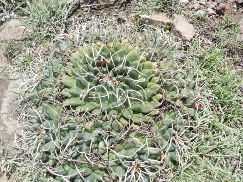 Mammillaria magnimamma? Hidalgo, Mexico 3675833