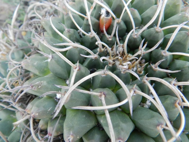 Mammillaria magnimamma? Hidalgo, Mexico 3675845