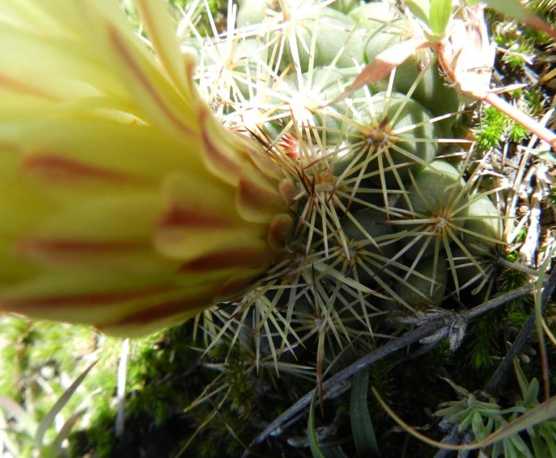 Coryphantha cornifera? Pachuca, Hidalgo, Mexico 3676218