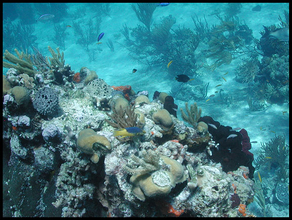 Jura Bahamian_reef_600