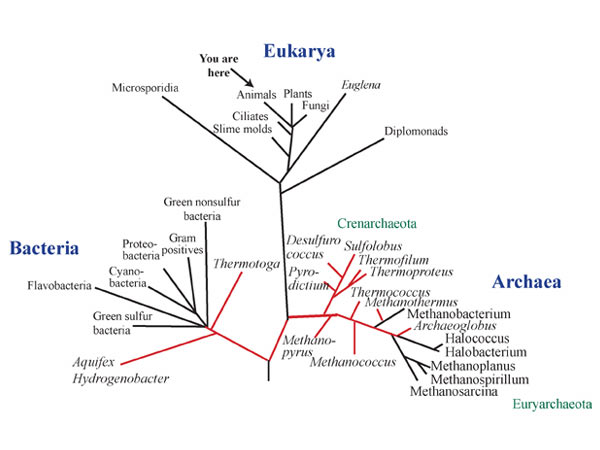 Preguntas a mis amigos evolucionistas. - Página 2 Universal_tree2hotbugs_600