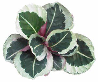 3- نباتات خاصة بالقاعات وغرف الجلوس Calathea%20sp