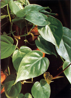 3- نباتات خاصة بالقاعات وغرف الجلوس Philodendron%20scandens