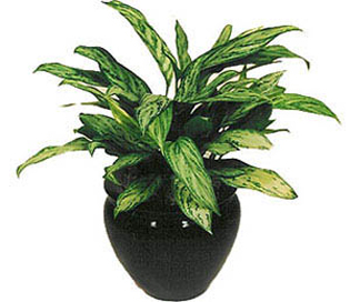 2- النباتات التي تصلح زراعتها في مجموعات Aglaonema%20Silver%20Queen