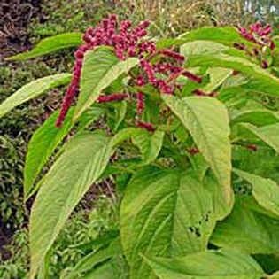 الازهار الصيفيه Amaranthus_caudatus_