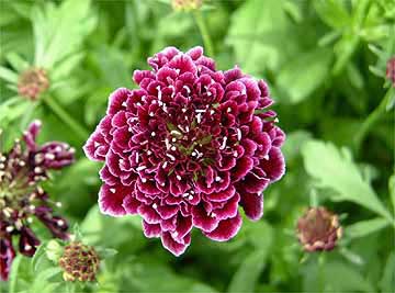 نباتات تزهر في الصيف Scabiosa%201