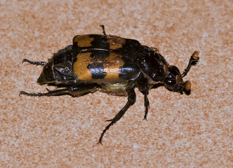 Nicrophorus interruptus _IGP2816-800