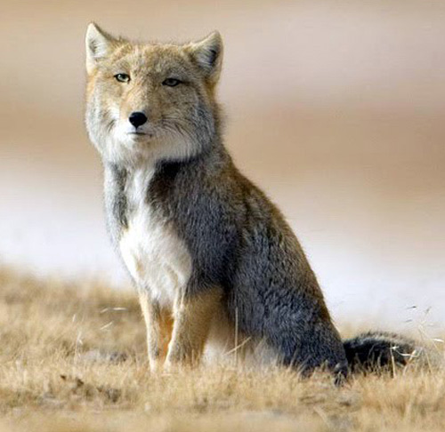 De nuevo el nuevo topic de las polleces encontradas por ahí - Página 15 Tibetan-Fox-bad-taxidermy