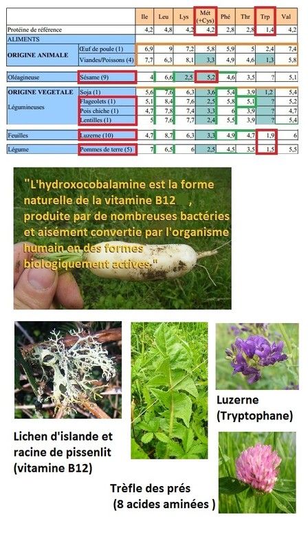 Végétarisme(explications,textes....) 4ce14b15