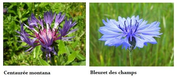 Plantes diverses:Armoise commune+veronique+autres..... 5feaacfc