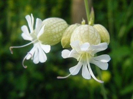 Plantes diverses:Armoise commune+veronique+autres..... C29c4488