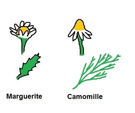 Plantes diverses:Armoise commune+veronique+autres..... Ca8fcdd6