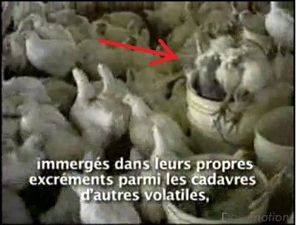 Végétarisme(explications,textes....) E5d40744