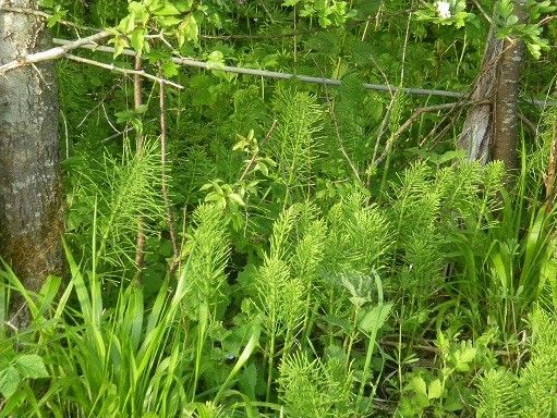 Plantes diverses(photos et explications pour d'autres,suite) Ebede709