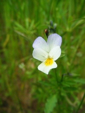 Plantes diverses:Armoise commune+veronique+autres..... Eca57791