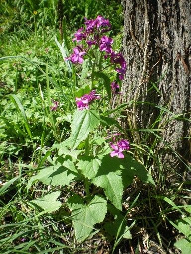 Plantes diverses(photos et explications pour d'autres,suite) Ecd17764