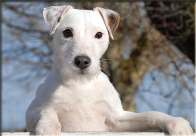 Chiot croisé "portes et fenêtres" : quelles races ? Photo1385