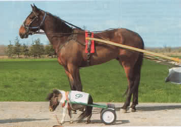 Kleinstes Pferd der Welt! 14kzbkj