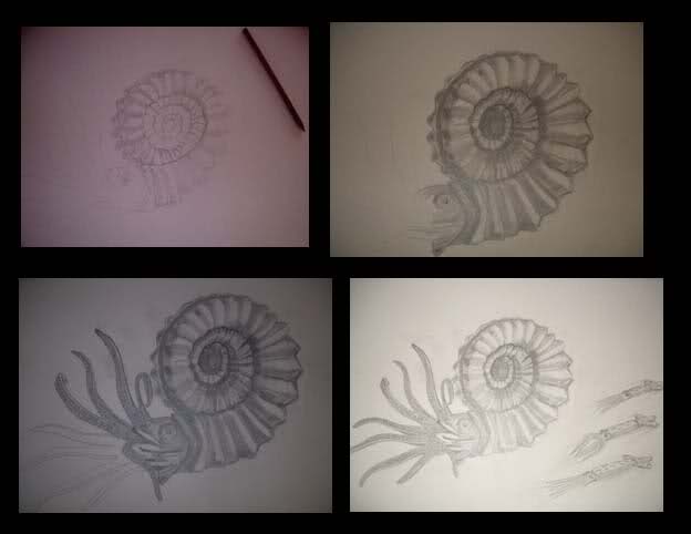 Dibujo ammonites Mw5yfl